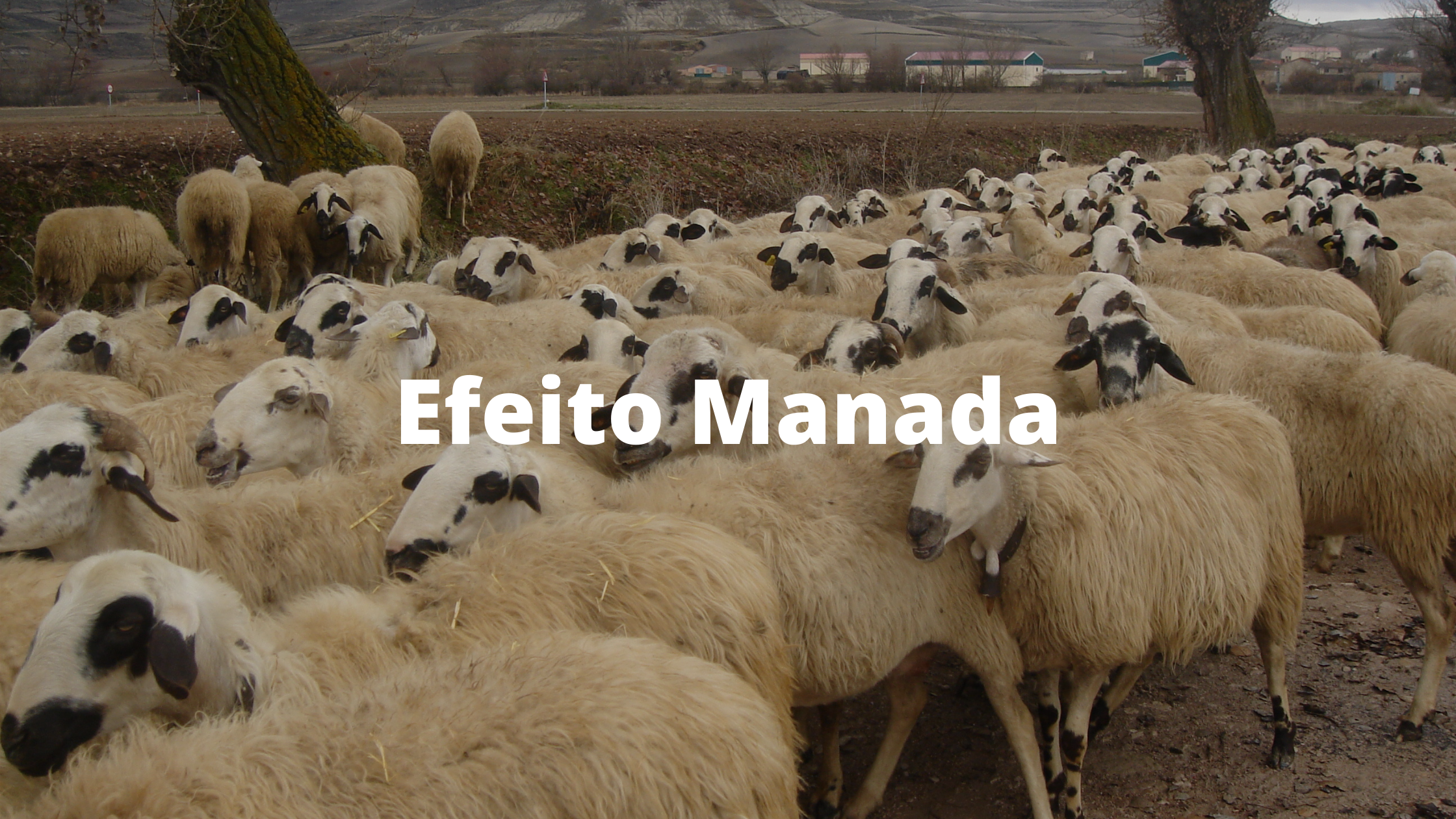 Efeito Manada - Capa